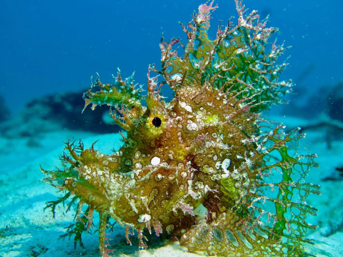 du lịch đảo Mabul