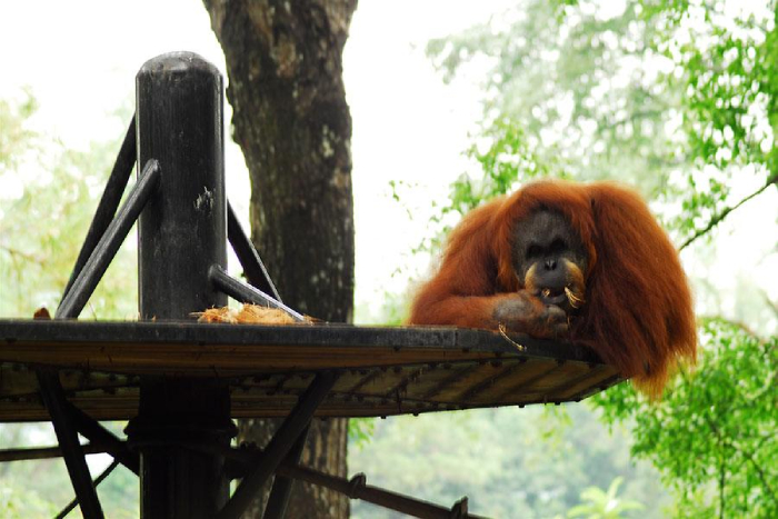 vườn thú Negara