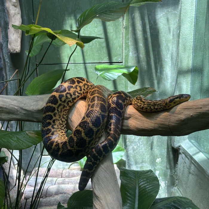 vườn thú Negara