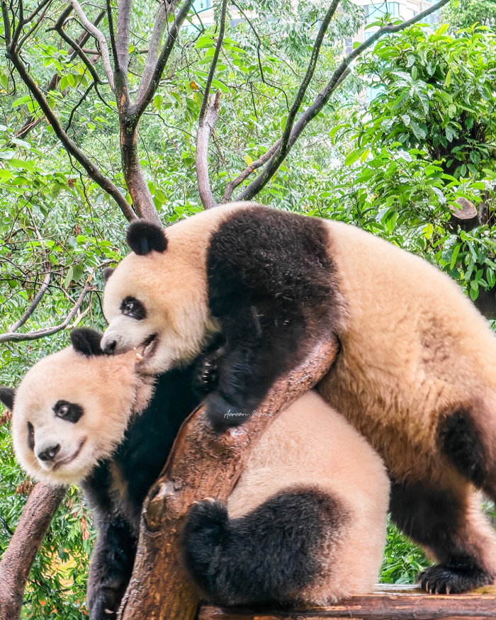 vườn thú Negara