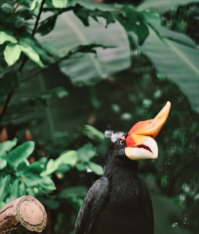 vườn thú Negara