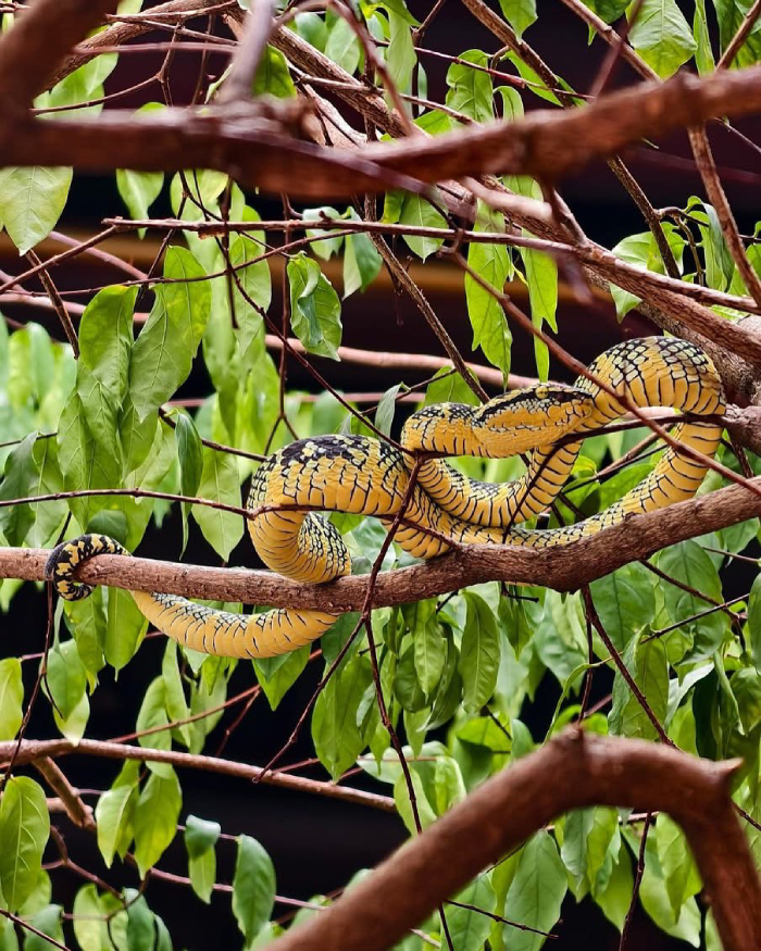 đền rắn penang