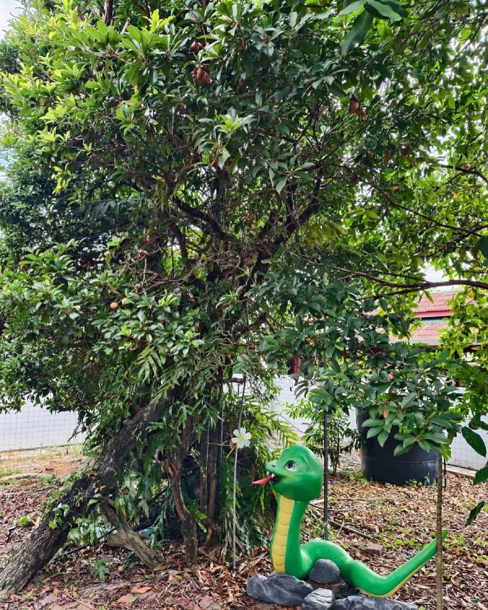 đền rắn penang